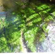 川底の美しい緑の藻が、流れの速い透明な水に揺れています。