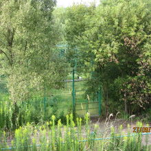 公園内の丹頂鶴 