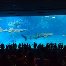 ジンベイザメ２匹が優雅に泳いでいます。