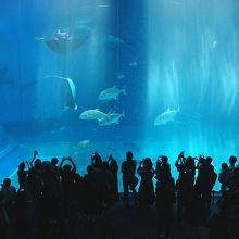 マンタが宙返りしてエサを食べています。