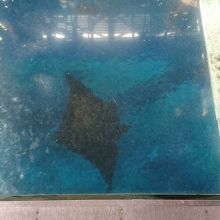 ブラックマンタです。