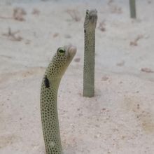 チンアナゴです。