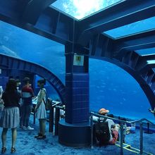 アクアルームです。