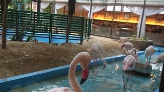 フラミンゴを見ながら蟹ピラフを