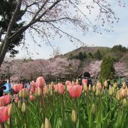 地元のお花見の名所