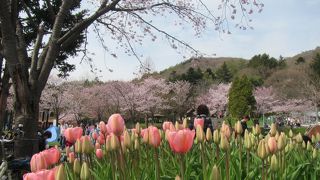 地元のお花見の名所