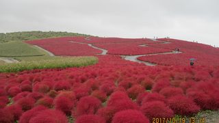 真っ赤なコキア