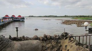 野生のカバに会える