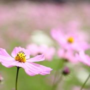 コスモスと彼岸花とススキ、秋の景色を楽しめる場所