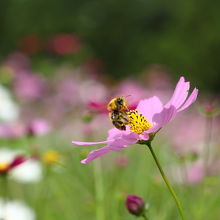 ハチも元気に飛び回っています
