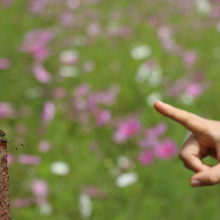 赤とんぼもいました！