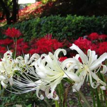 赤・白の彼岸花