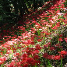 斜面に咲く彼岸花