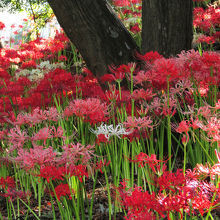 ピンクなどの彼岸花