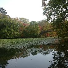 湖と夕日の道の橋と緑の景色が素晴らしいです。