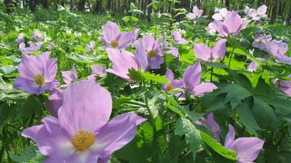 シーサイドパーク広尾キャンプ場