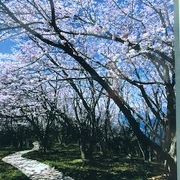 瀬戸内海は綺麗ですが、桜が咲いていないと寂しい所