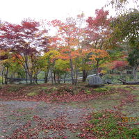 庭の紅葉です。