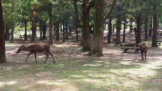 鹿が多く歩いている