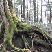 苔の森