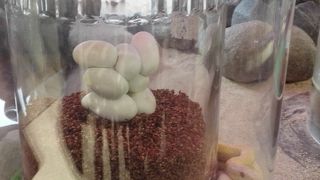 白蛇たまご鱶待ち