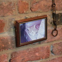 飼い猫の写真が飾られたパブ