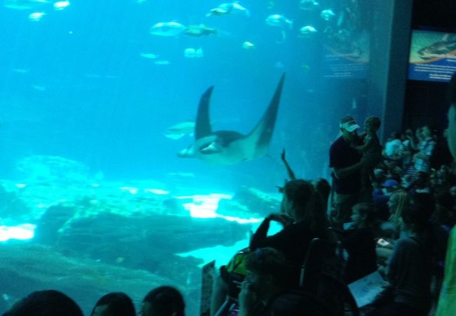 ジョージア水族館 クチコミ アクセス 営業時間 アトランタ フォートラベル