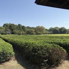 店内からみえる茶畑