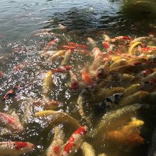 錦鯉に餌やりができます By 旅空ーshino 岡山後楽園のクチコミ フォートラベル