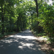 ティーアガルテンの中の道