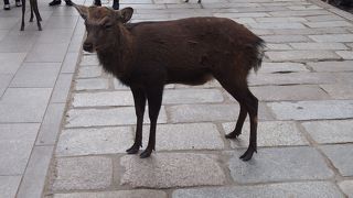 野生ということですが、人には慣れている