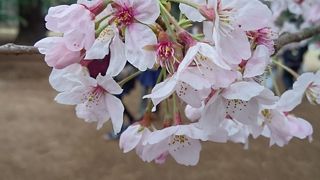 様々な種類の桜を楽しめます。