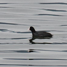 諏訪湖のオオバン