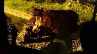 サファリパーク