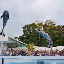 海きららの人気者、イルカのパフォーマンスに拍手で賞☆彡