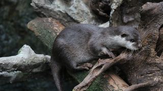 大きな水槽を視点を変えて何度も見られる