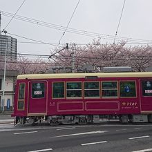 都電と桜