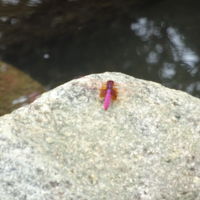 庭園で見つけた珍しいピンク色の蜻蛉
