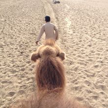 ラクダの後ろ頭