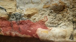 ラスコー壁画　イミテーションでも迫力満点