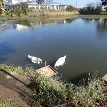 白鳥が