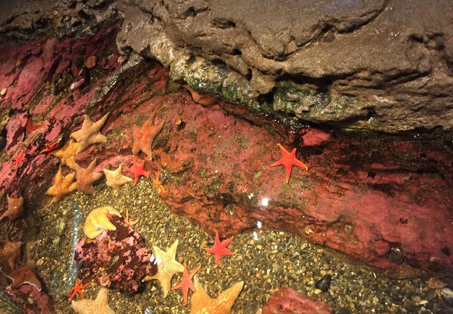 シアトル水族館 クチコミ アクセス 営業時間 シアトル フォートラベル シアトル水族館 クチコミ アクセス 営業時間 シアトル フォートラベル