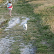 プーの森は地元民のお散歩コース、犬ものんびりと歩く。