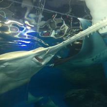 マンタとノコギリエイ