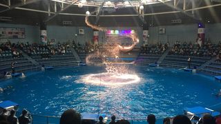 タイミングよくイルカのショーが観れました(^ ^)