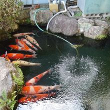 ふつうの鯉より三周りくらい大きいと思ってください。