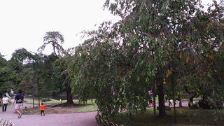 見事な枝振りで春以外でも絵になります