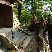 台風で樹齢300年の木が倒れてしまった