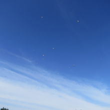 ウミネコ繁殖地のすぐそばなのでこんな光景も。