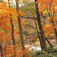 紅葉の合間から札内川を望む